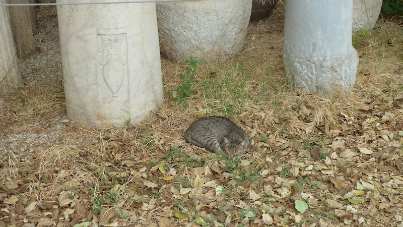 Kerameikos cat 3.JPG